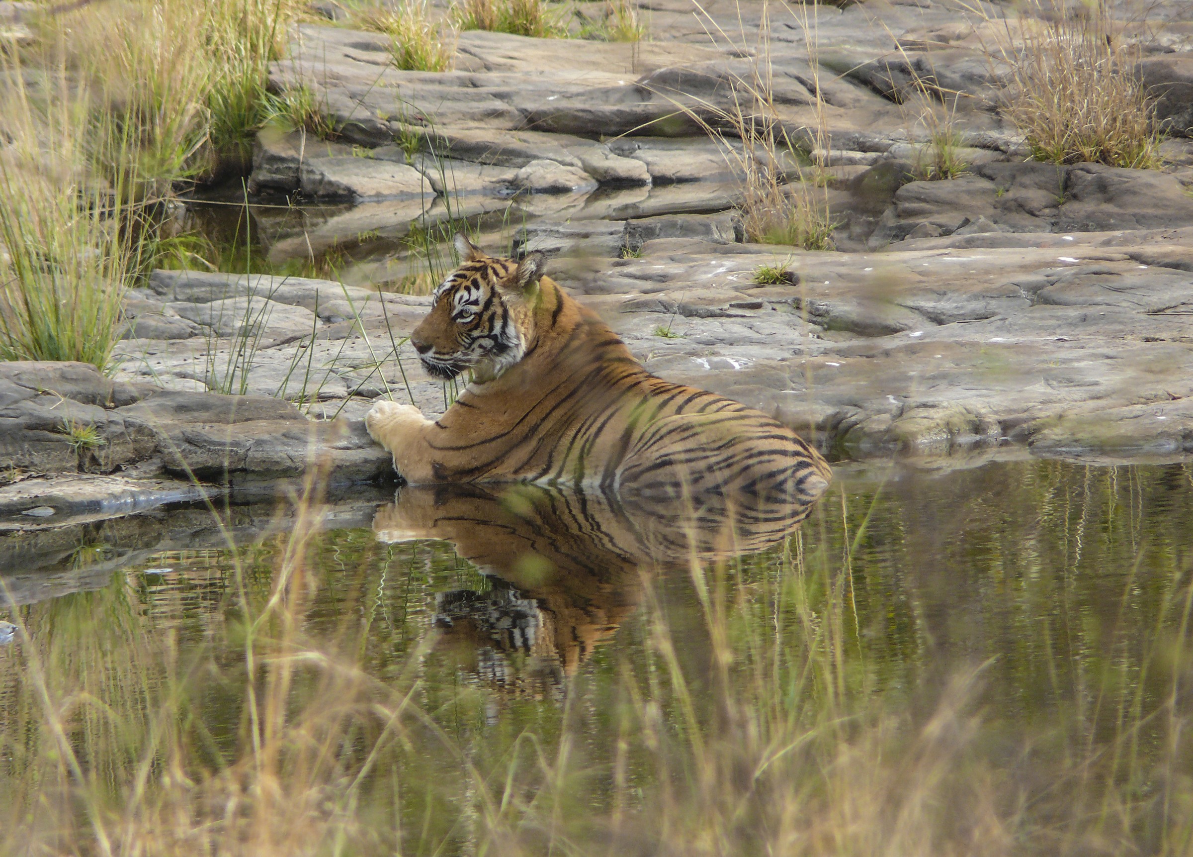 tigre,  parco di bandhavgarh