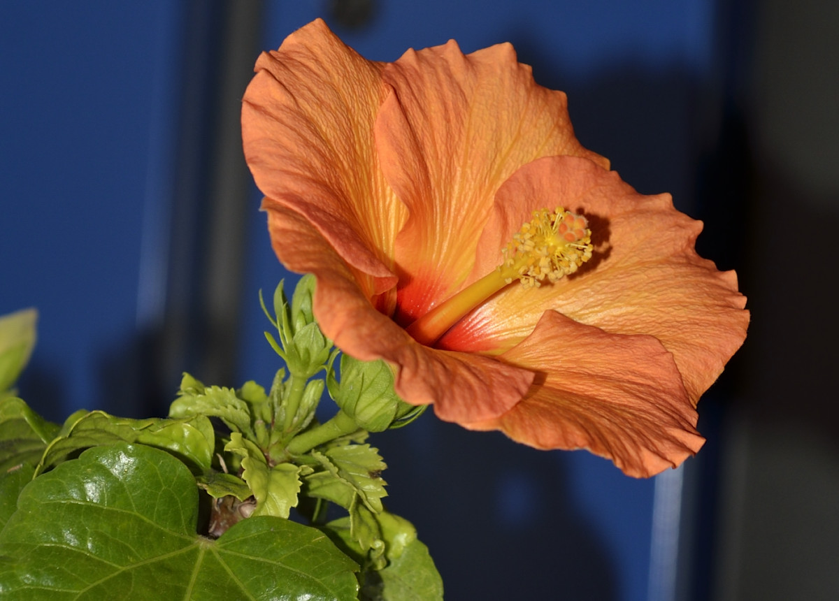 Hibiscus