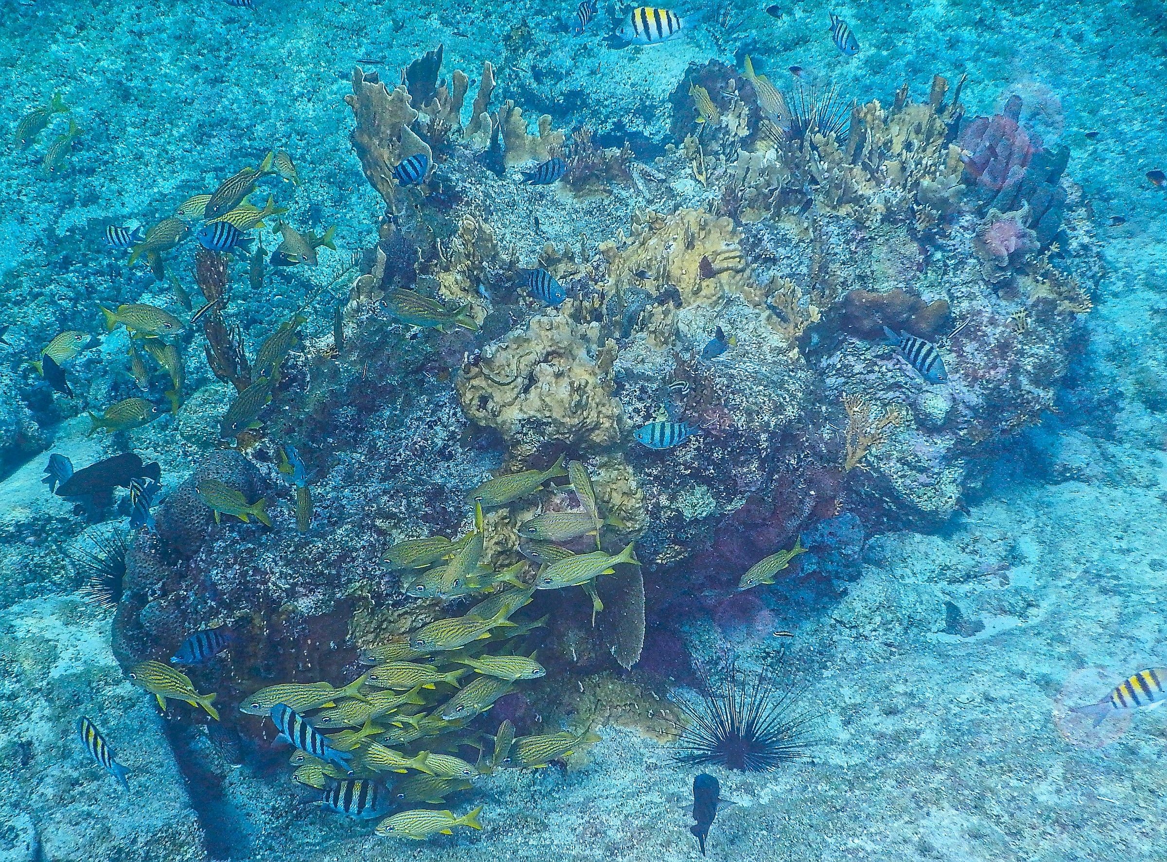 Cuba under water, prime prove sub