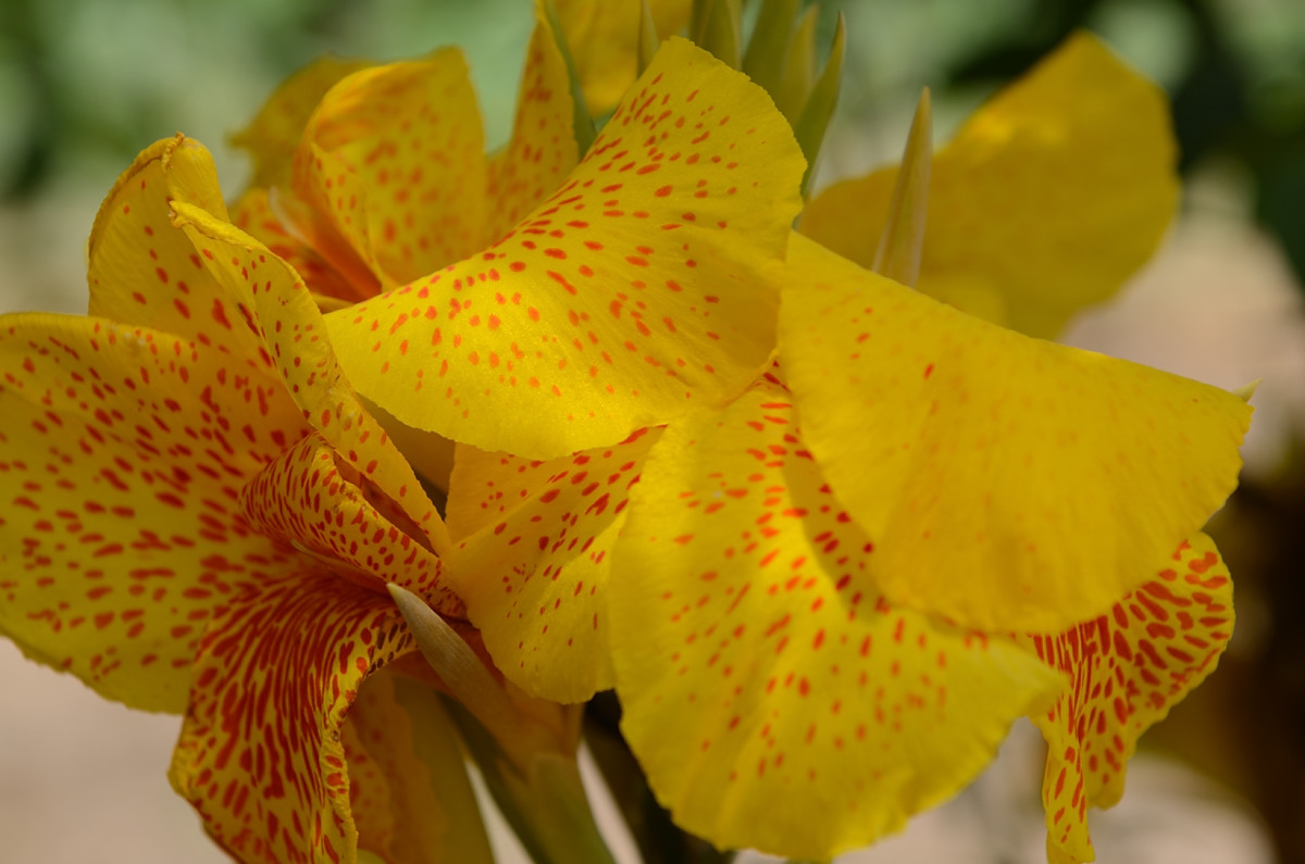 Canna Indiana