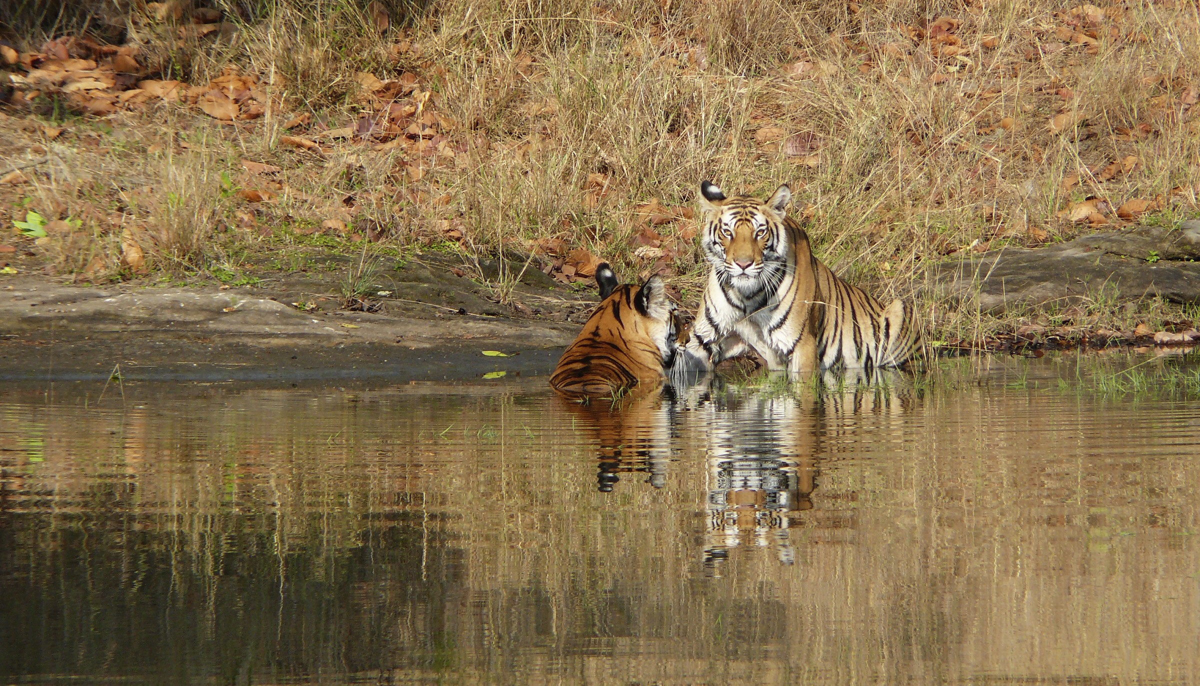 tigri, parco di ranthambore
