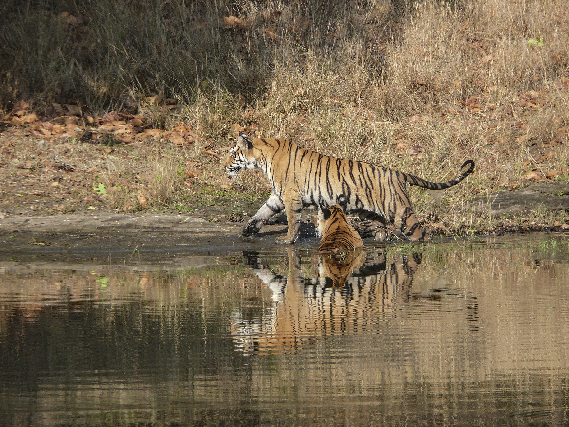 tigri, parco di ranthambore