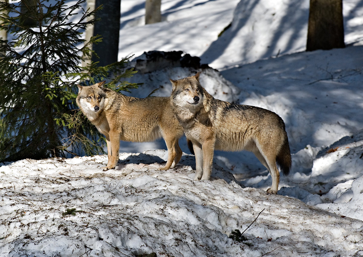 Wolves of the Bayerischer Wald_7635