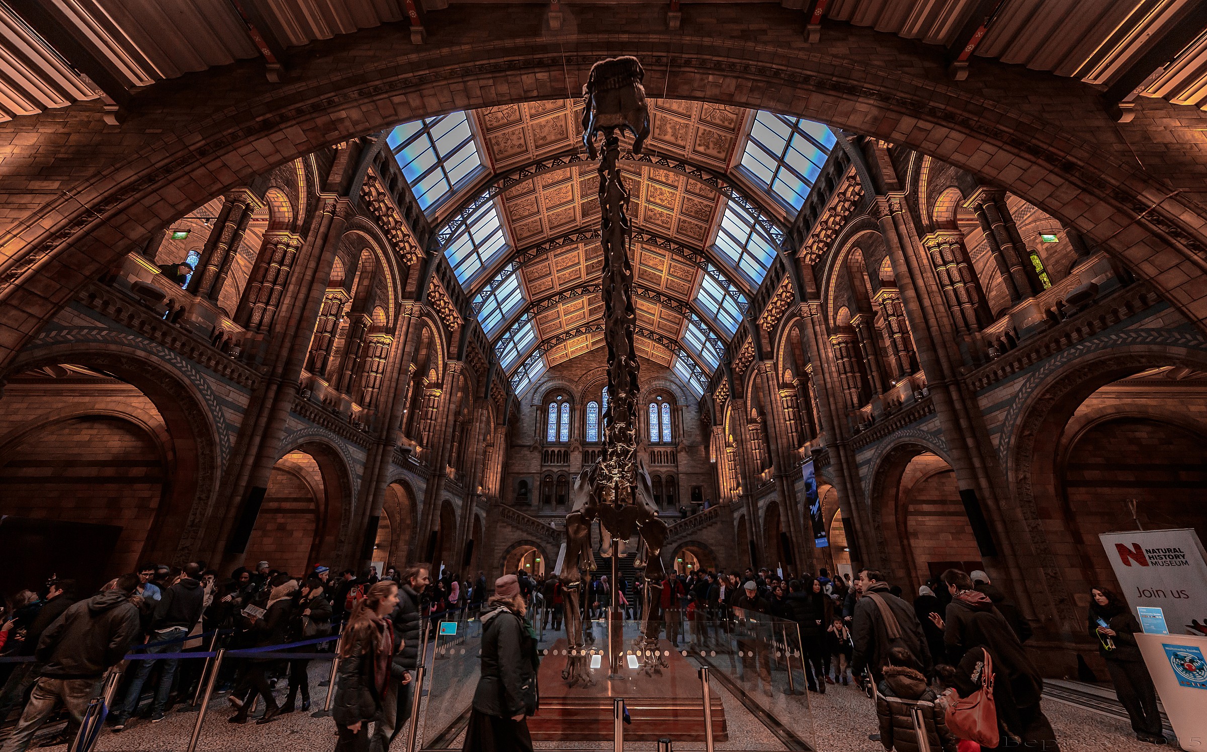 Natural History Museum - Brachiosaurus