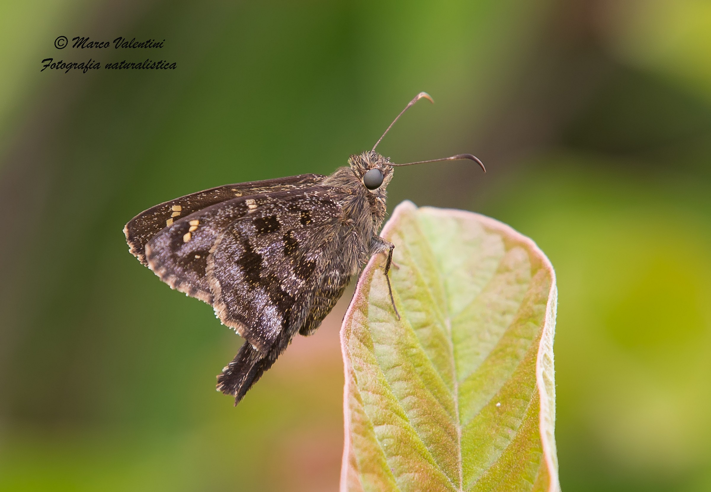 Urbanus galapagensis