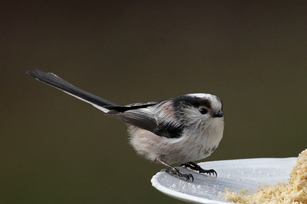 The manna of codibugnolo