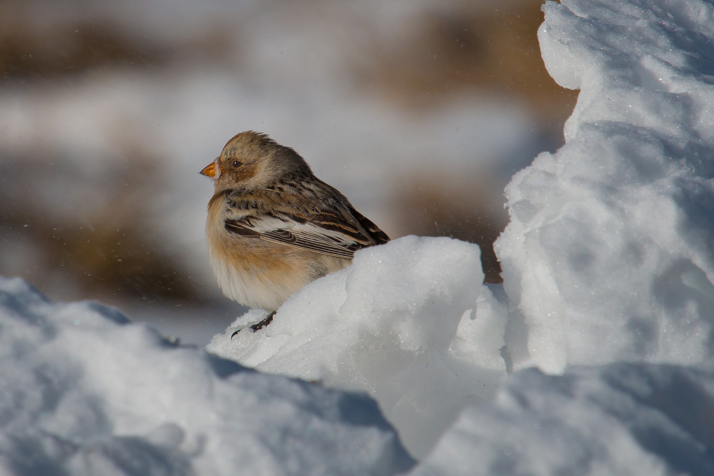 Museruola di ghiaccio