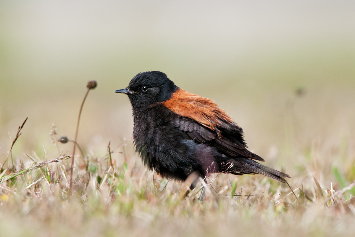 Negrito dorsorossiccio (maschio)