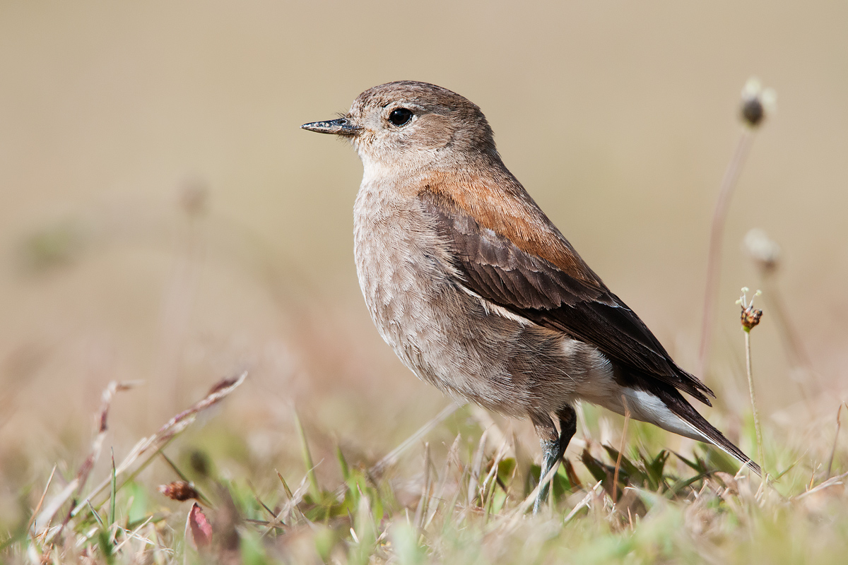 Negrito dorsorossiccio (femmina)