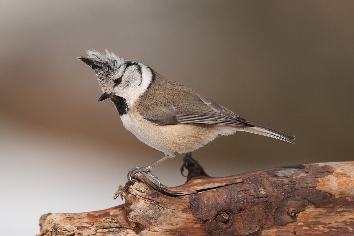 Crested Tit