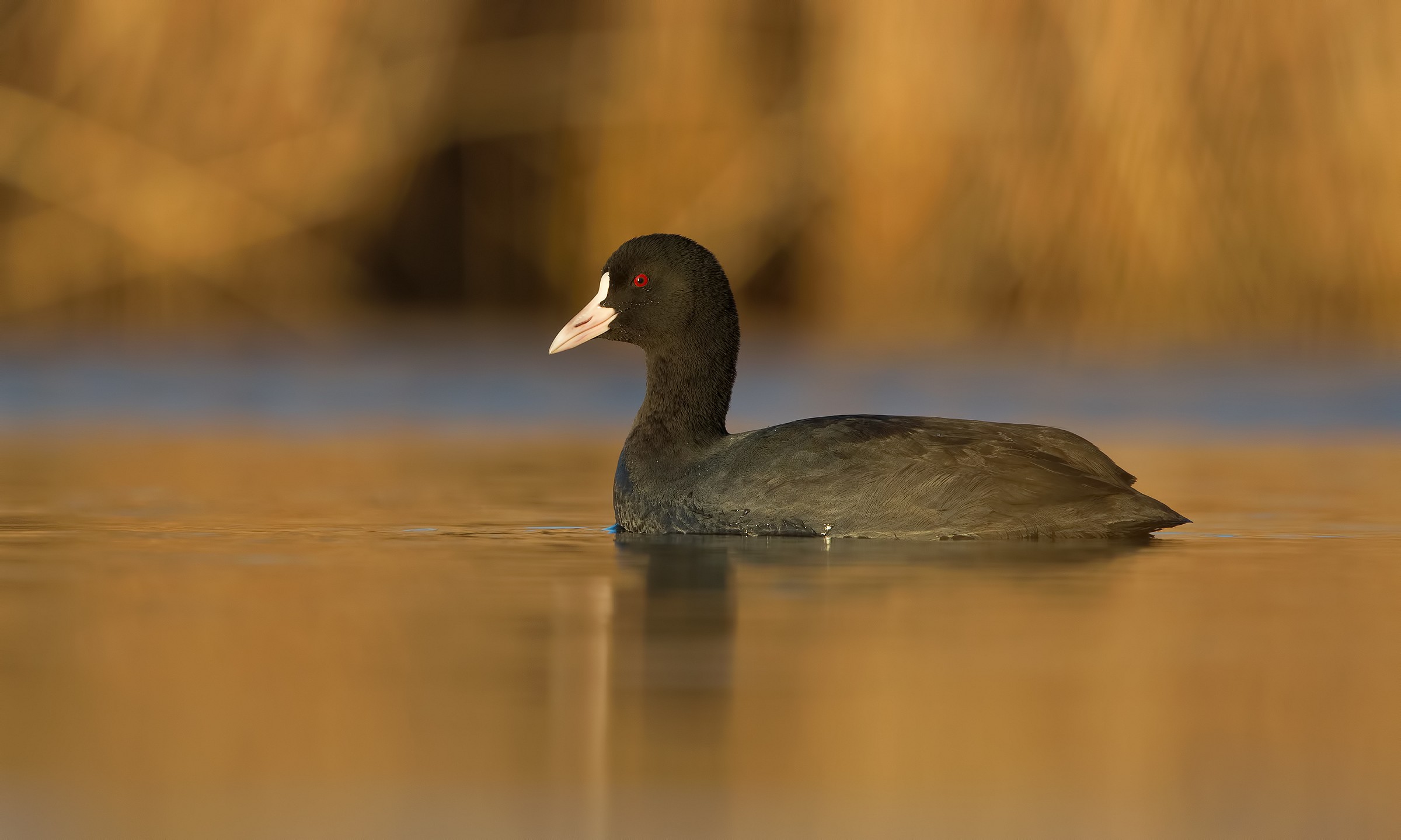 Bellezza nascosta bis