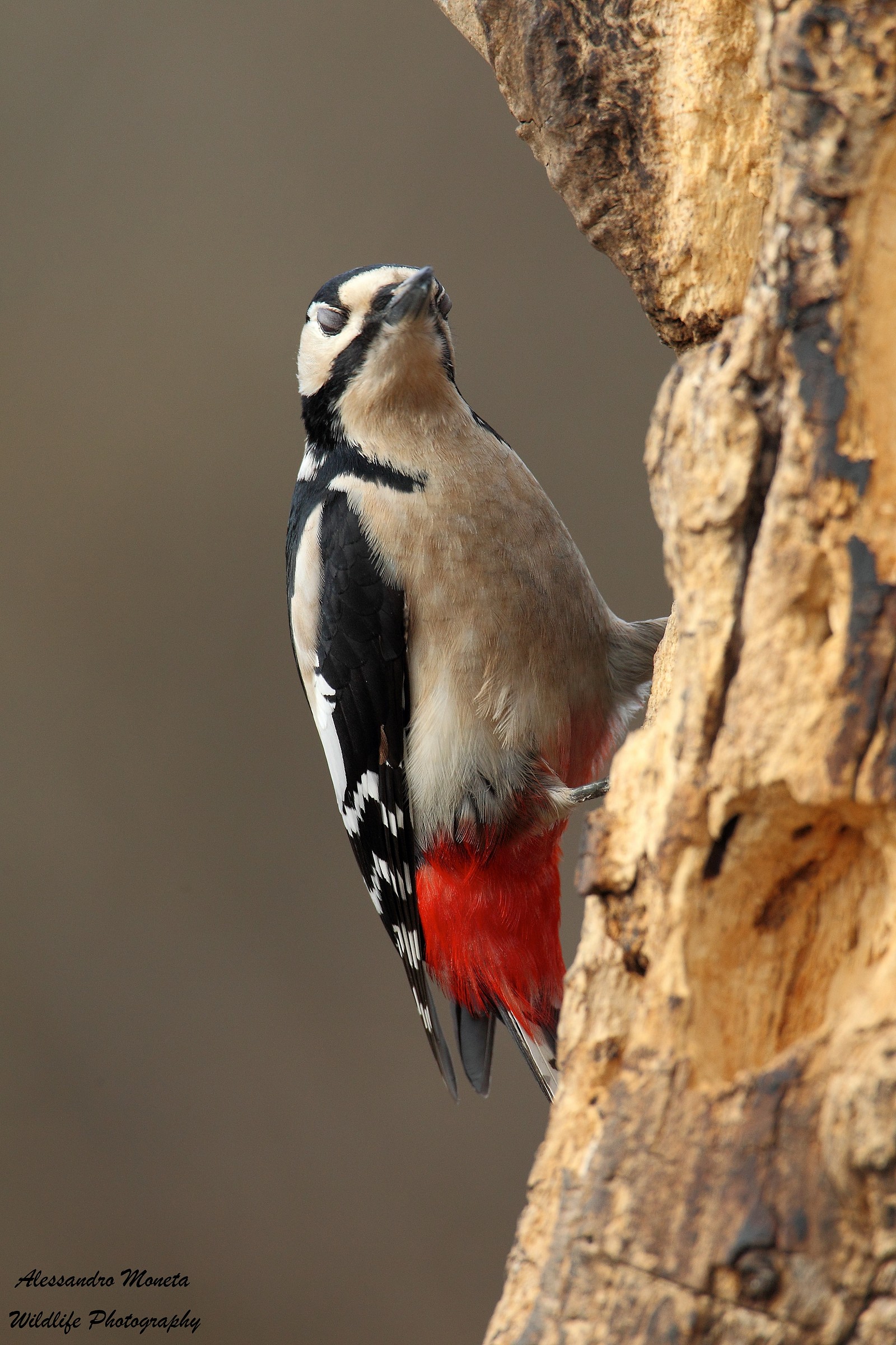 Great Spotted Woodpecker female