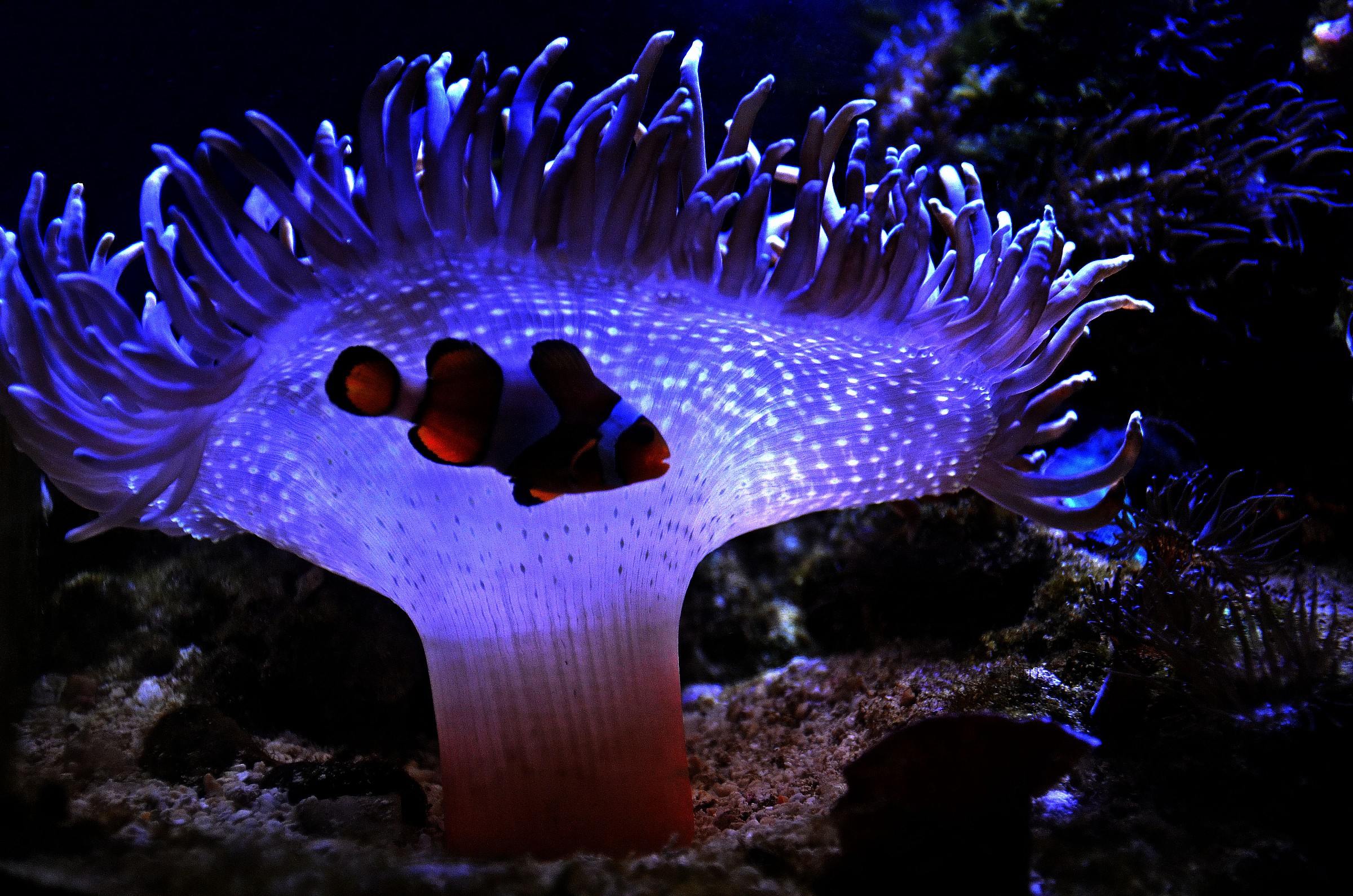 Anemone and Clown Fish