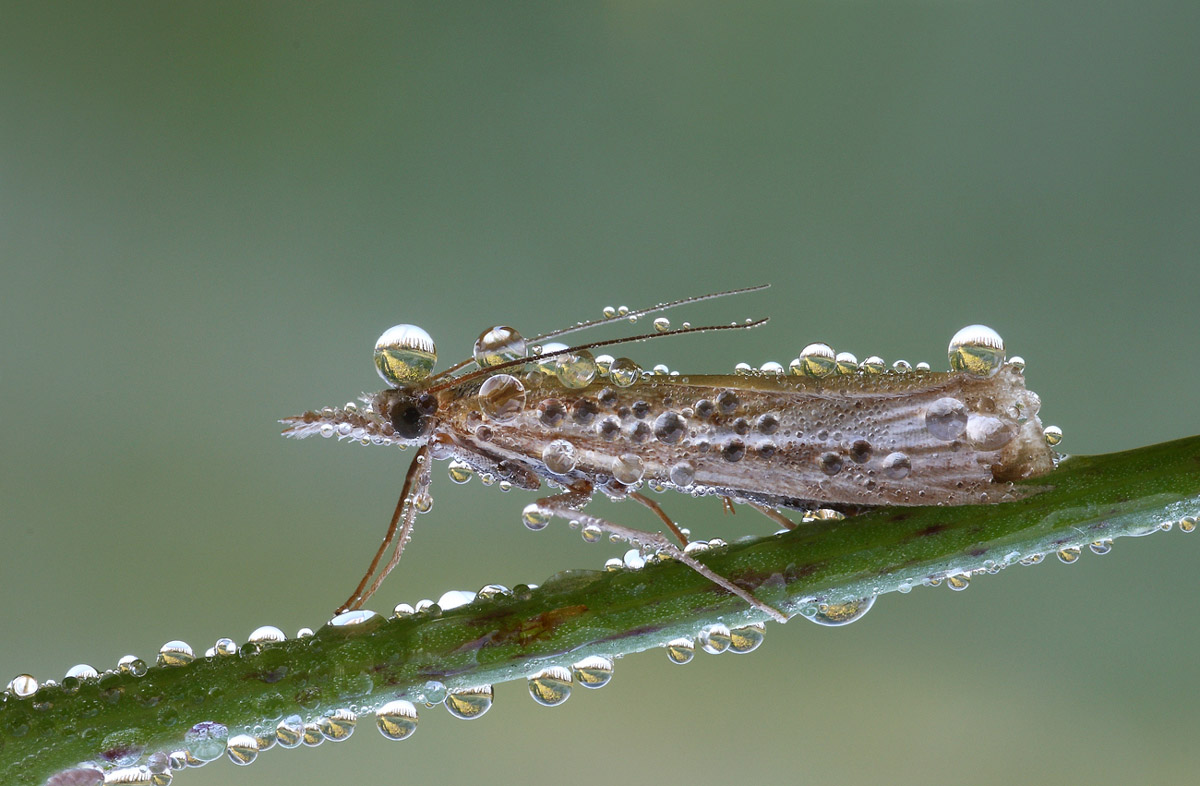 In my head I only park's centenary