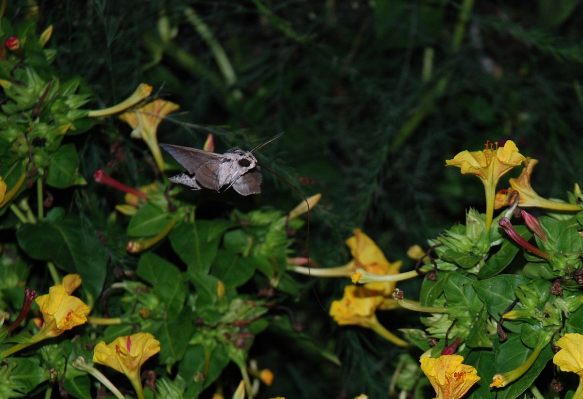 alla pompa di benzina con spiritromba inconsueta