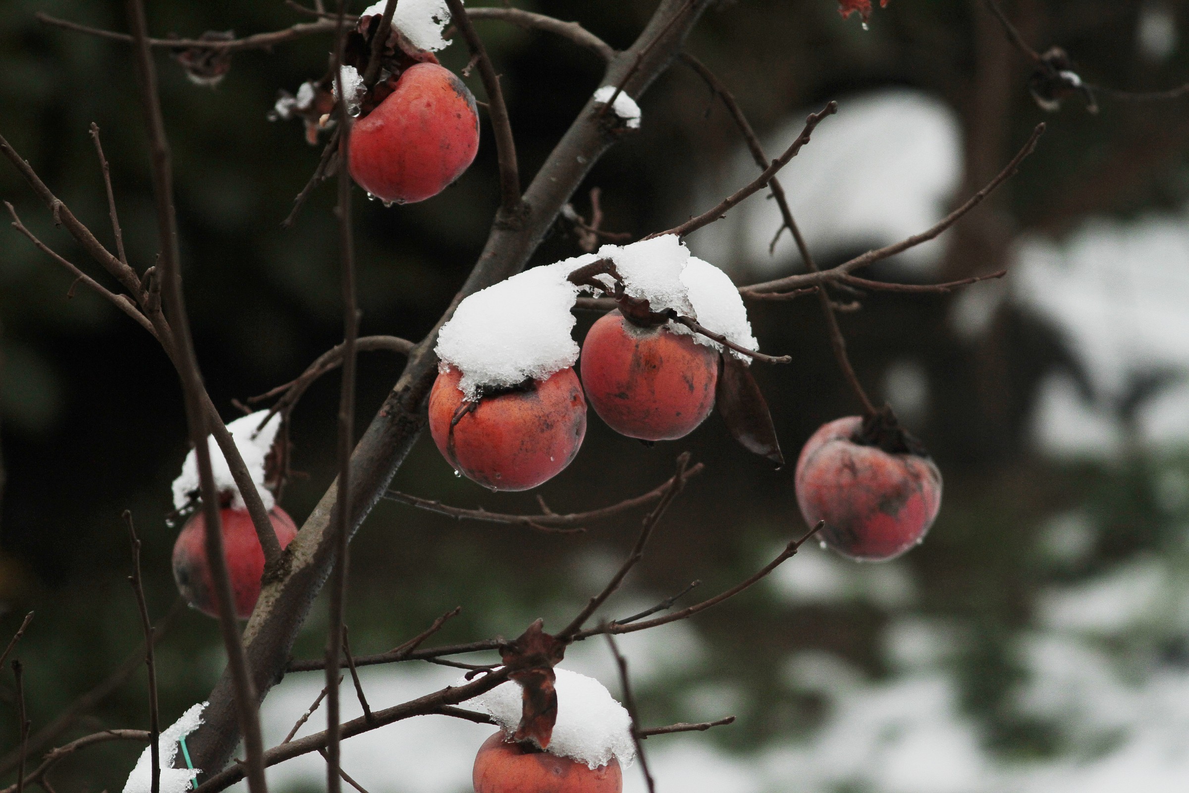 snow on the fruit