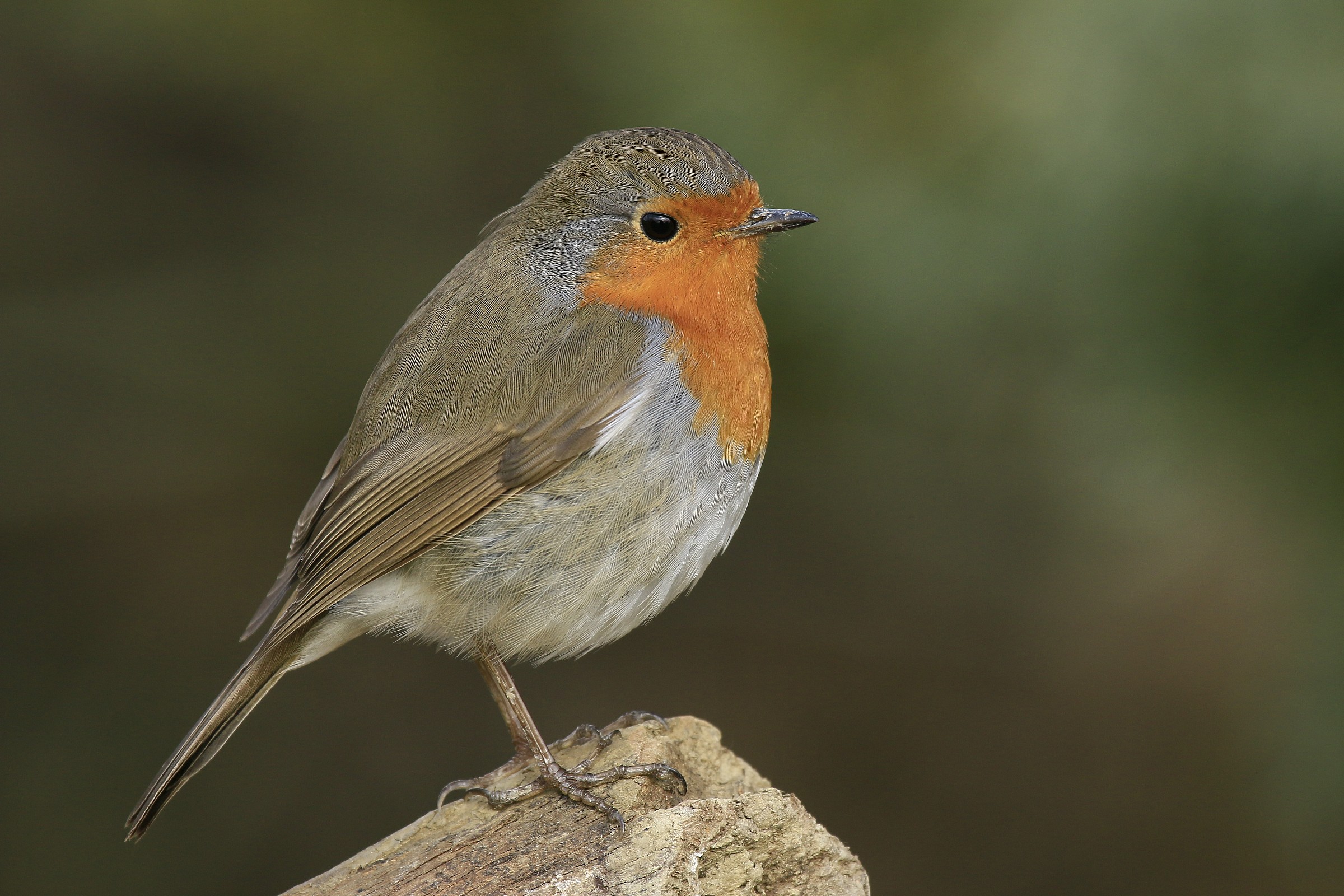 Robin 3/2015