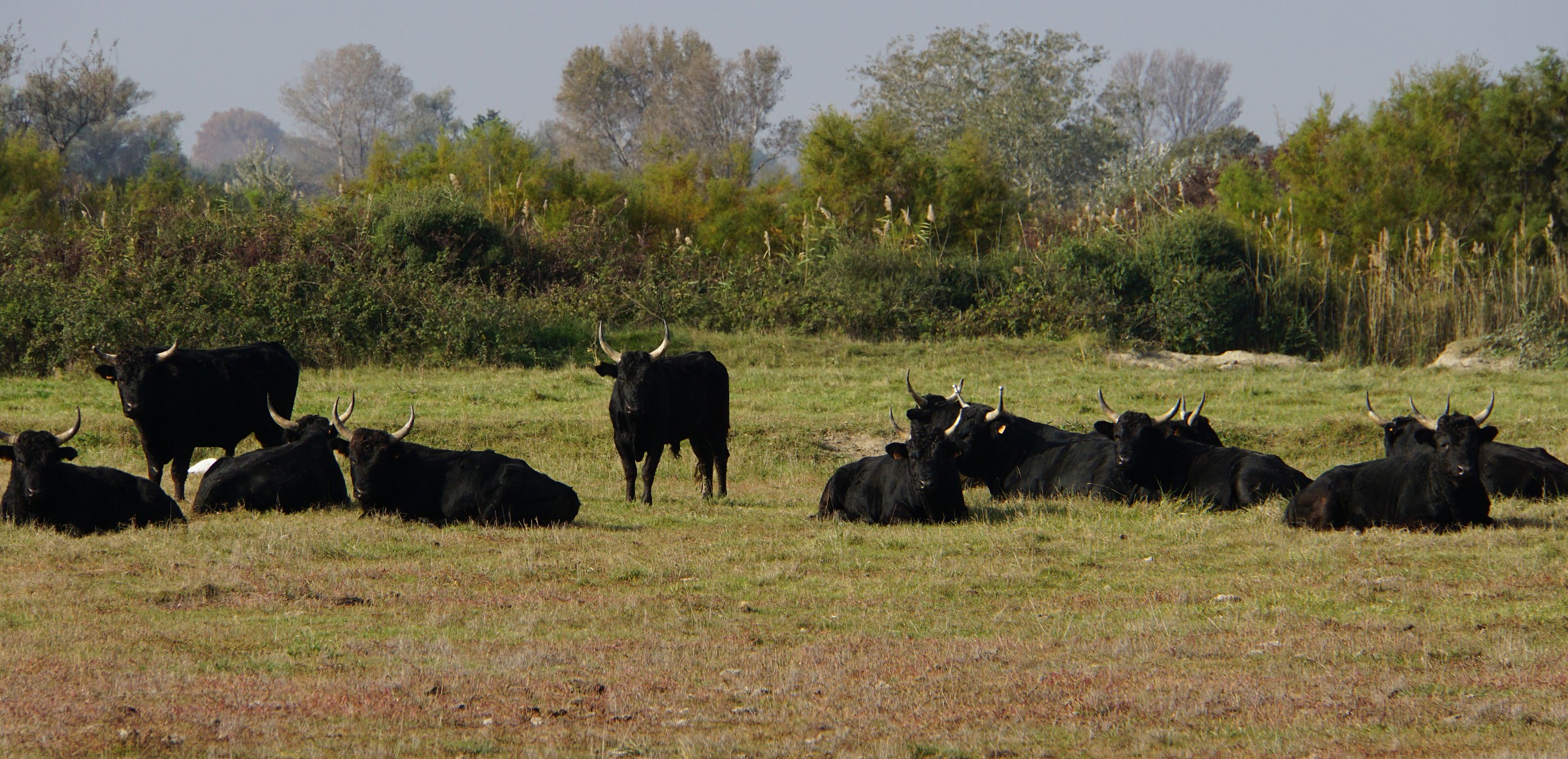 Camargue bulls in the sun