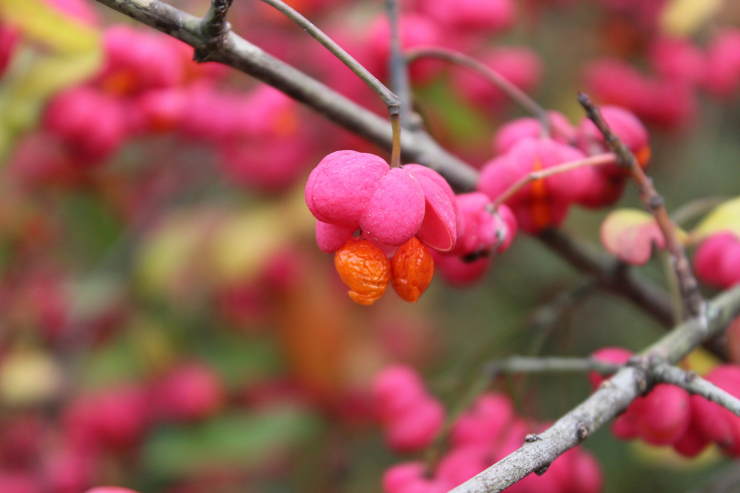 Spindle Tree