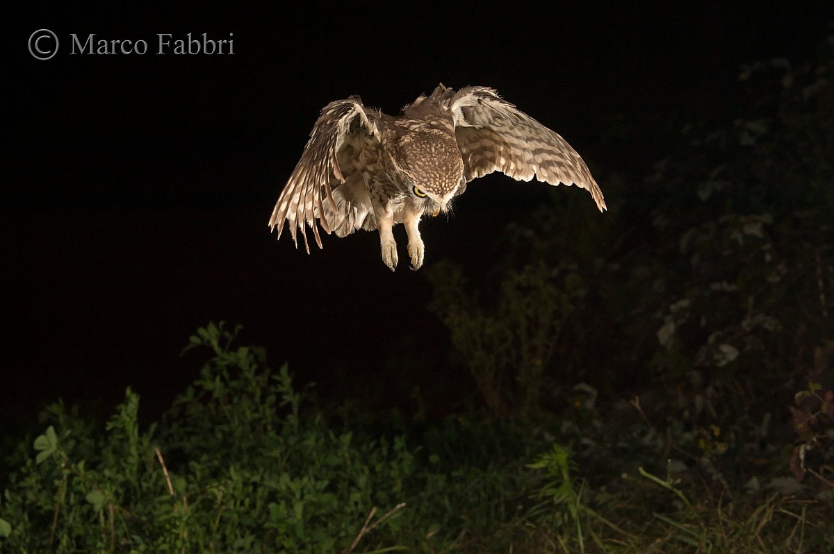 The attack of the Owl