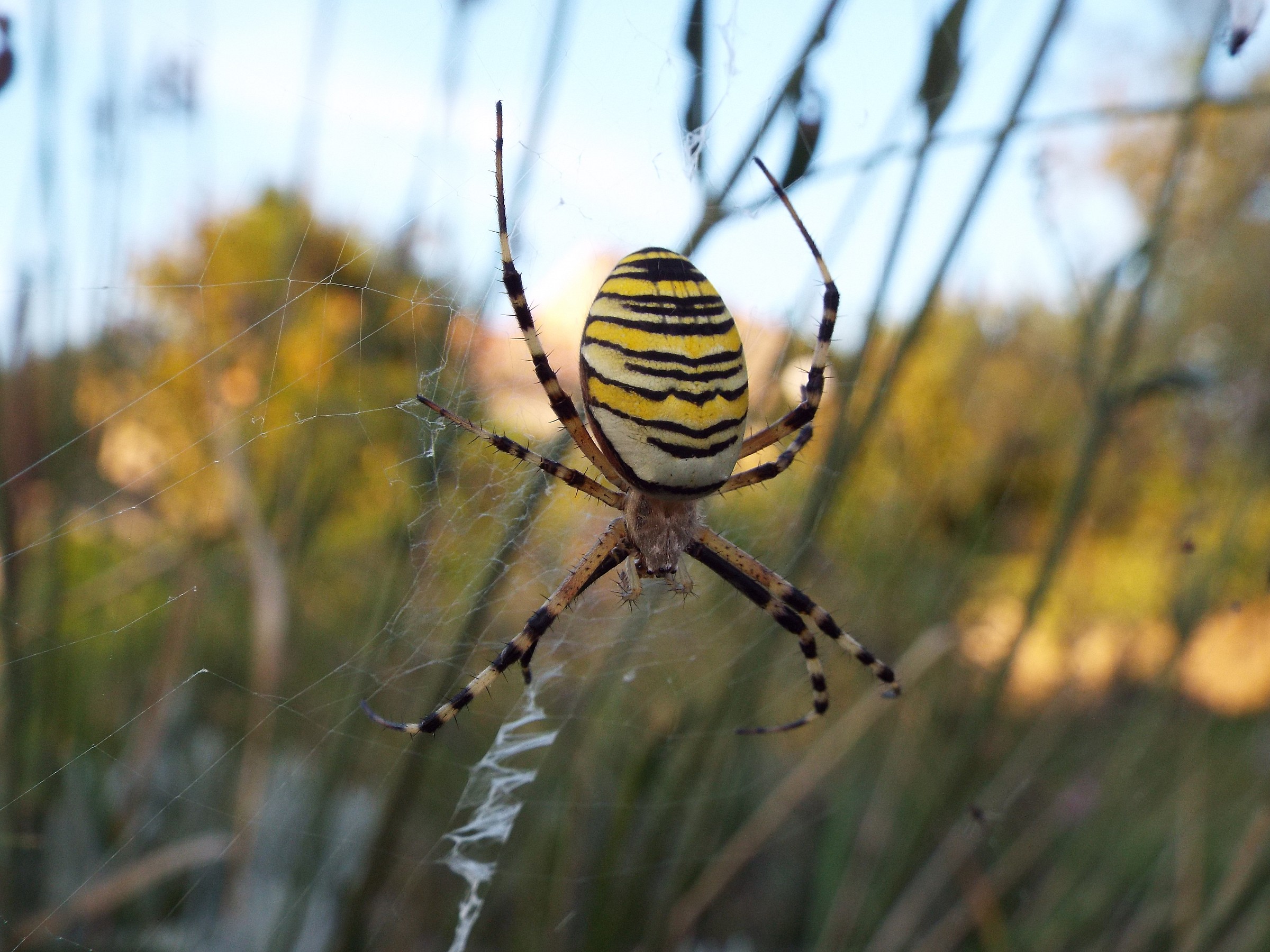 Surprises mowing the lawn ...