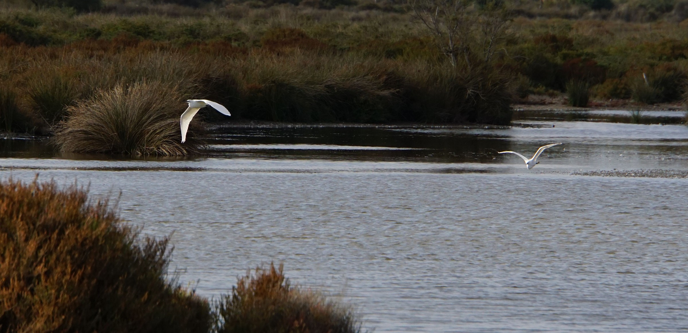 Egrets