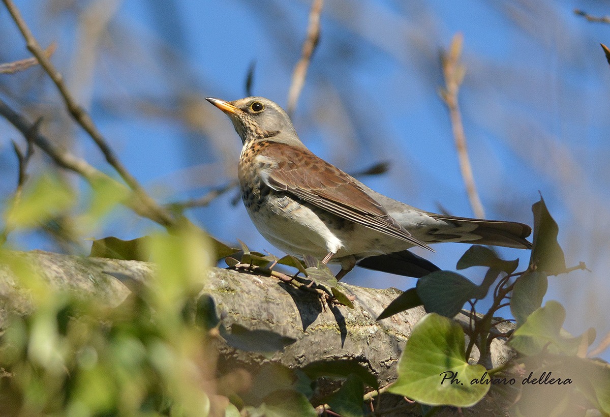 cesena... finalmente allo scoperto
