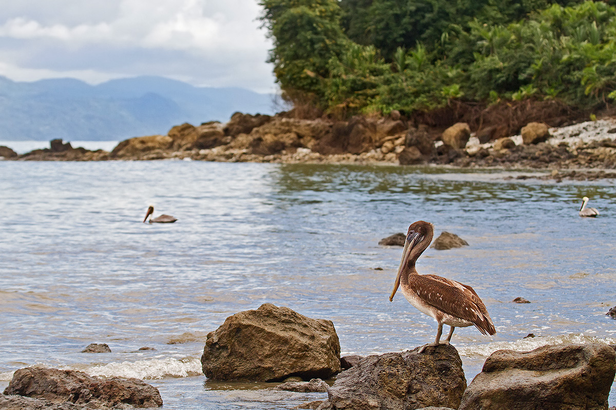giovane pellicano bruno