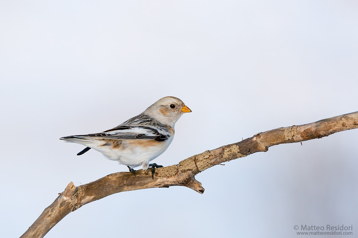Snow Bunting