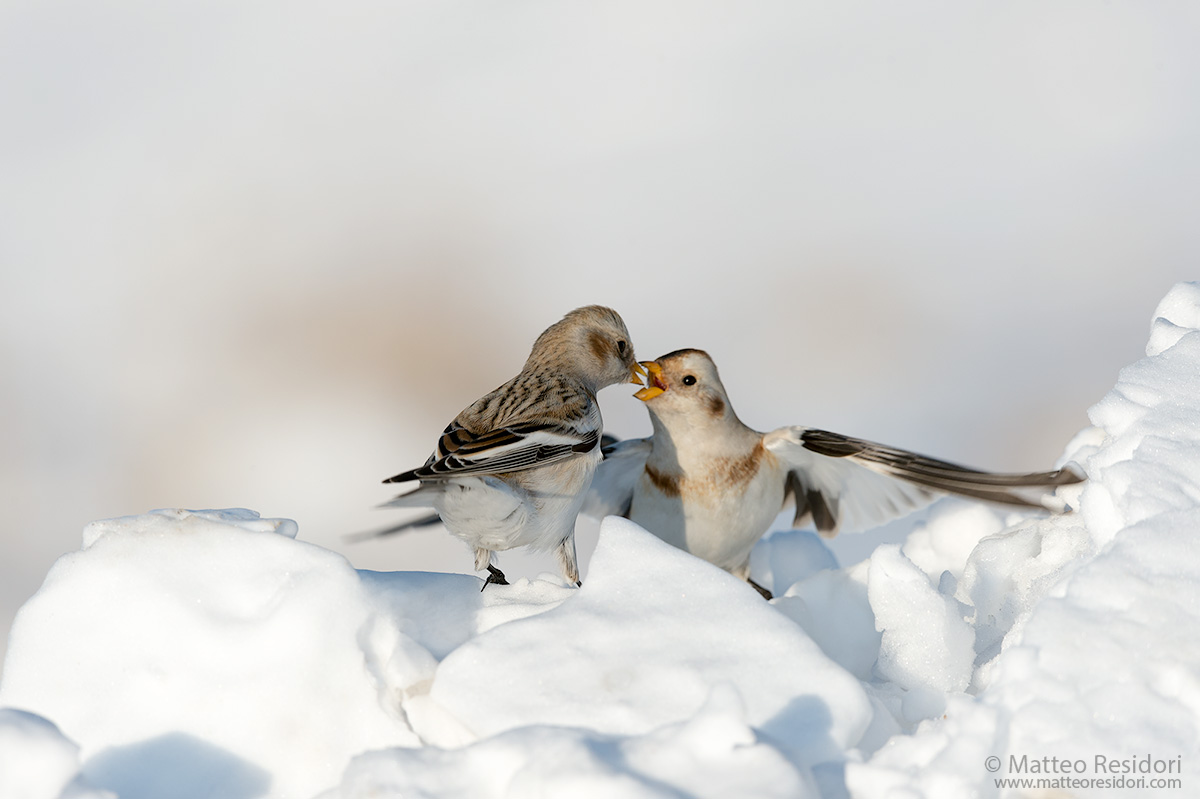 Snow Bunting