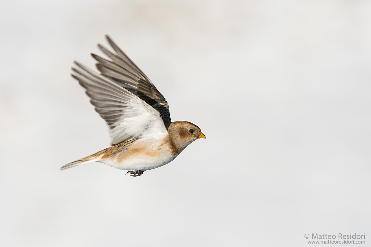 Snow Bunting