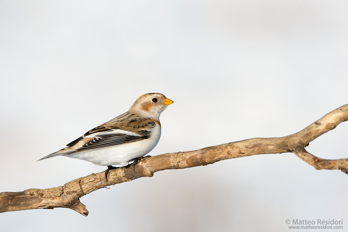 Snow Bunting