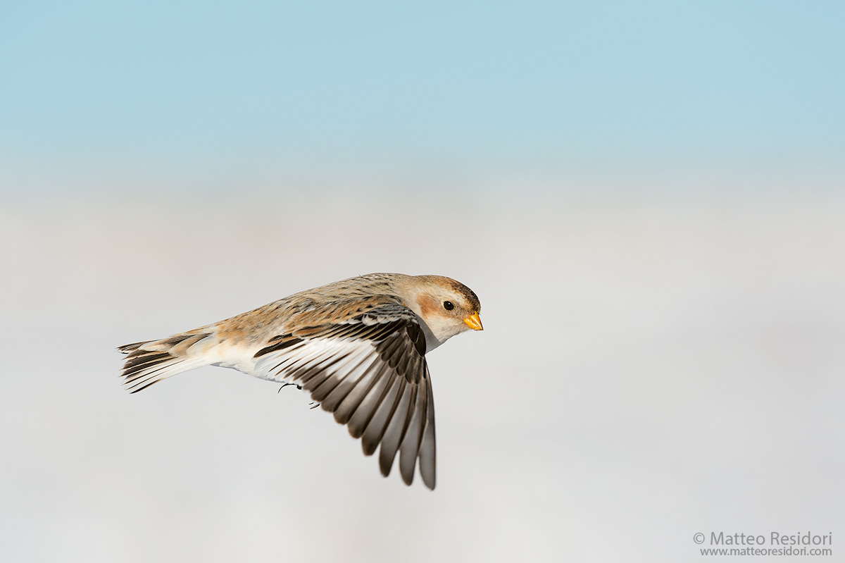 Snow Bunting