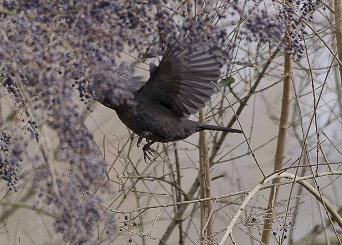 blackbird hungry