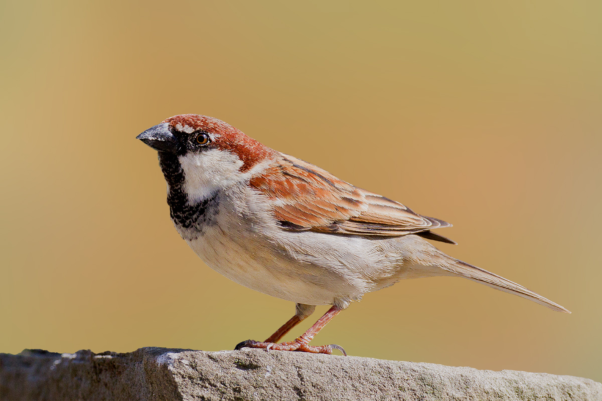 sparrow Italy