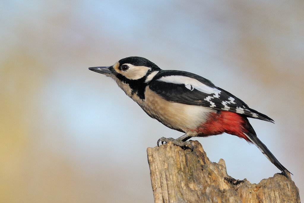 Woodpecker maggiorer