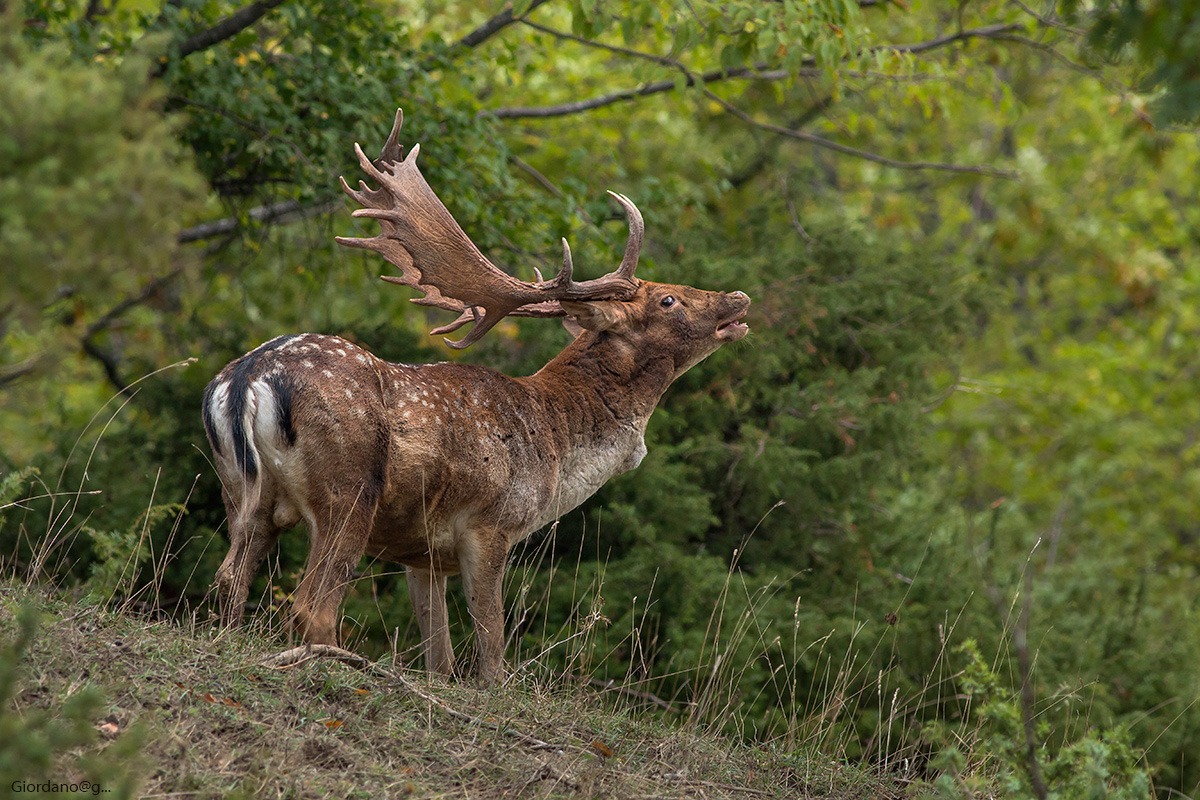 Daino adulto in... bramito