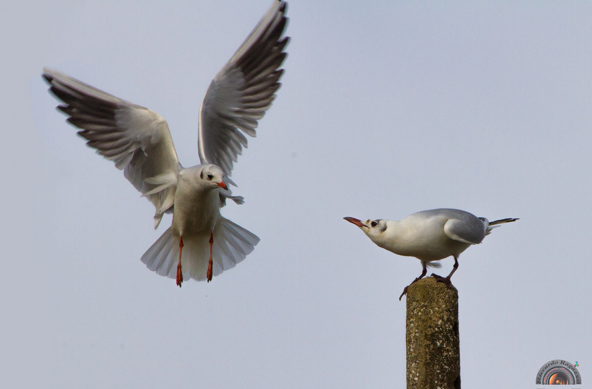 tries to get close ...