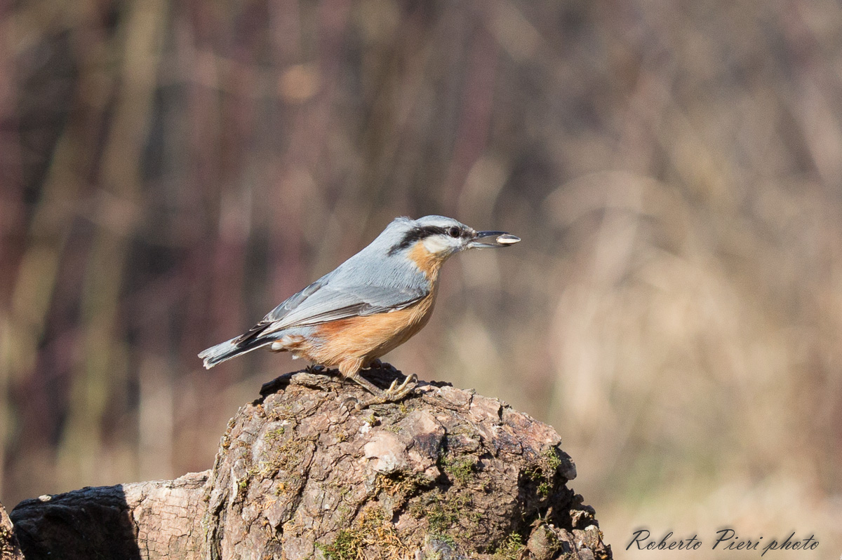 nuthatch