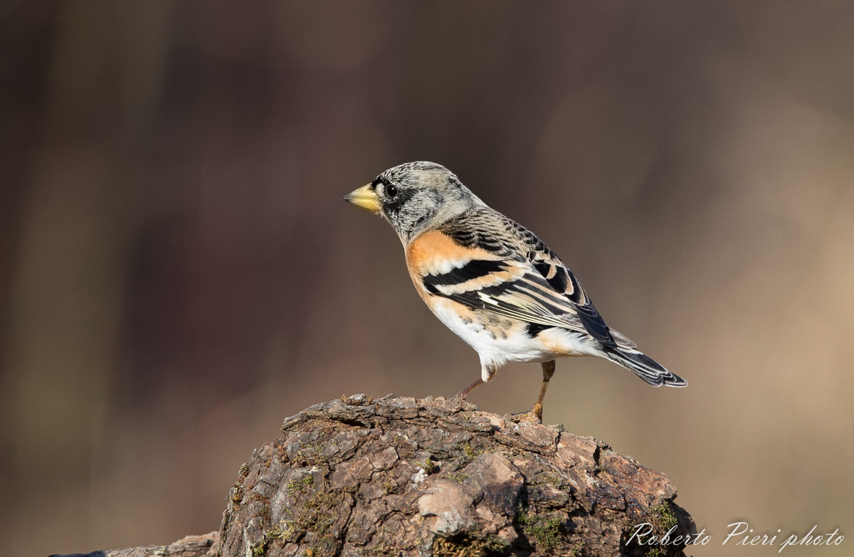 brambling