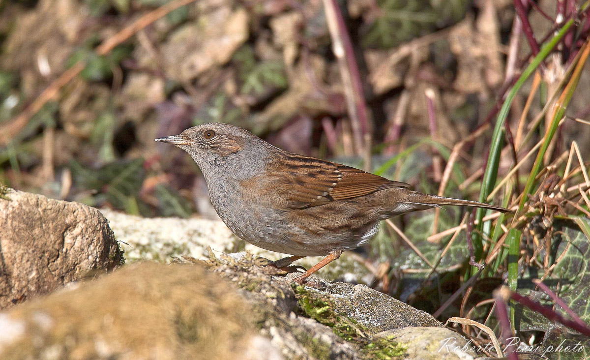 Dunnock