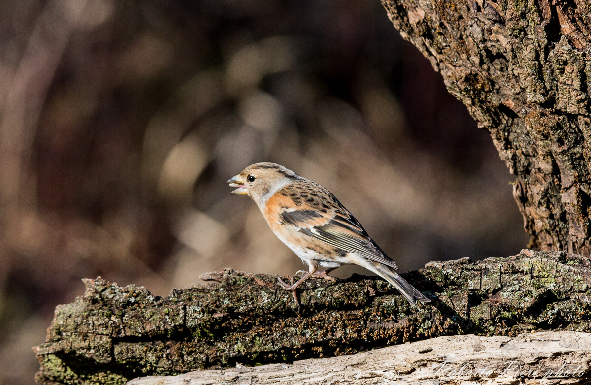brambling