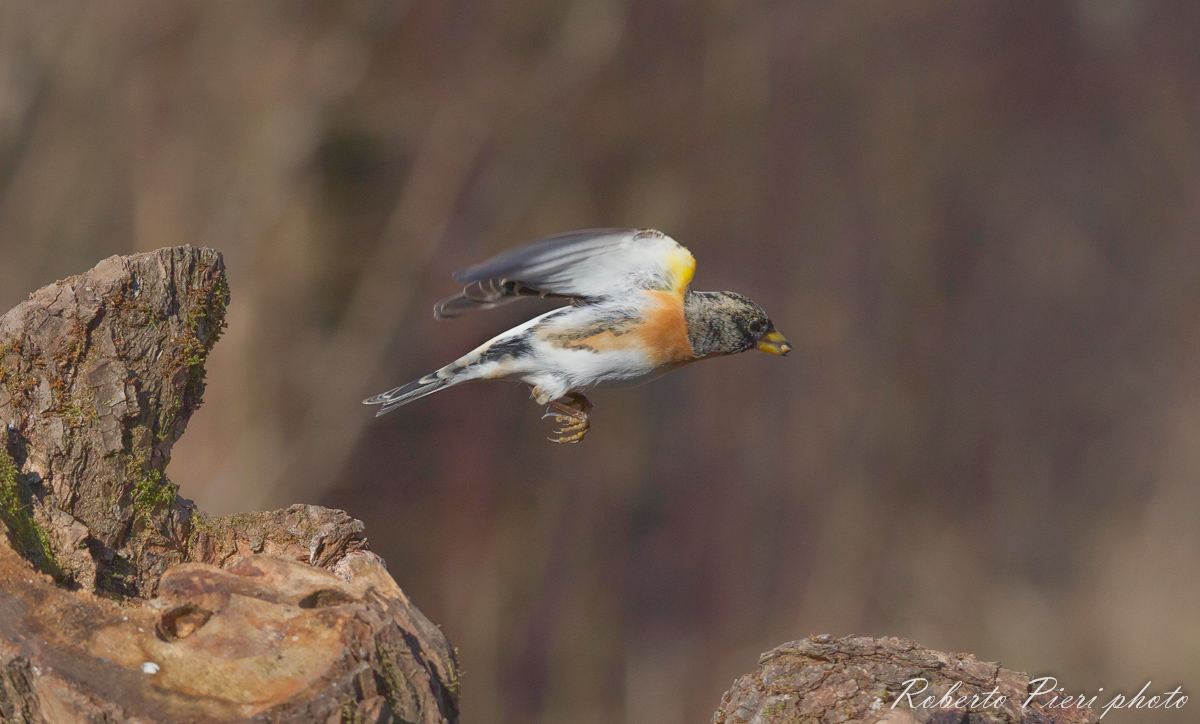 brambling in flight