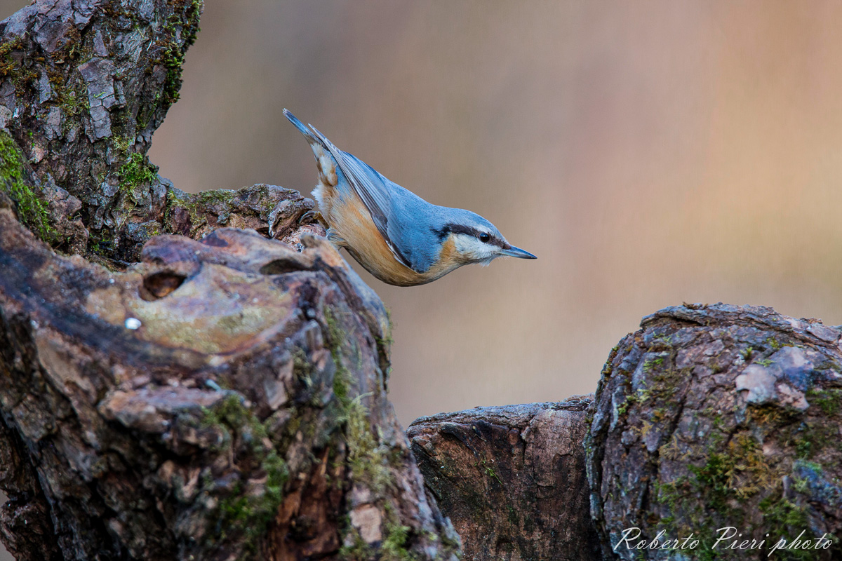 nuthatch