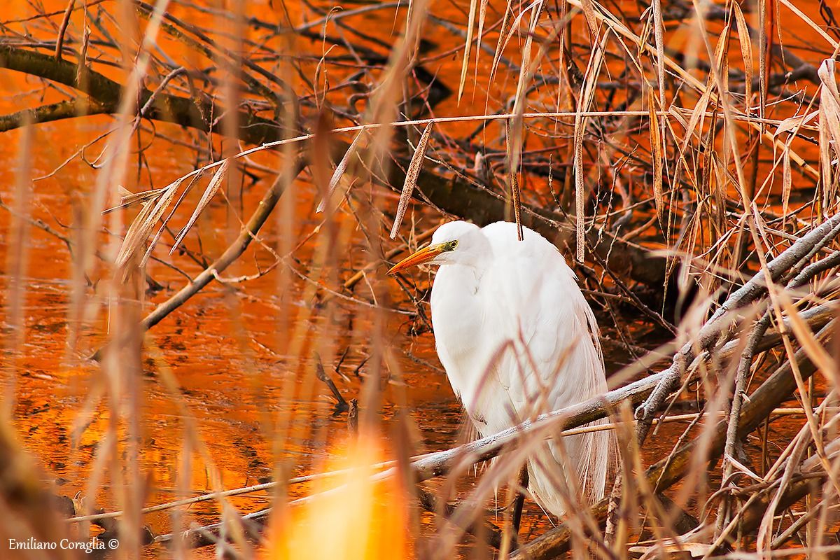 Great Egret