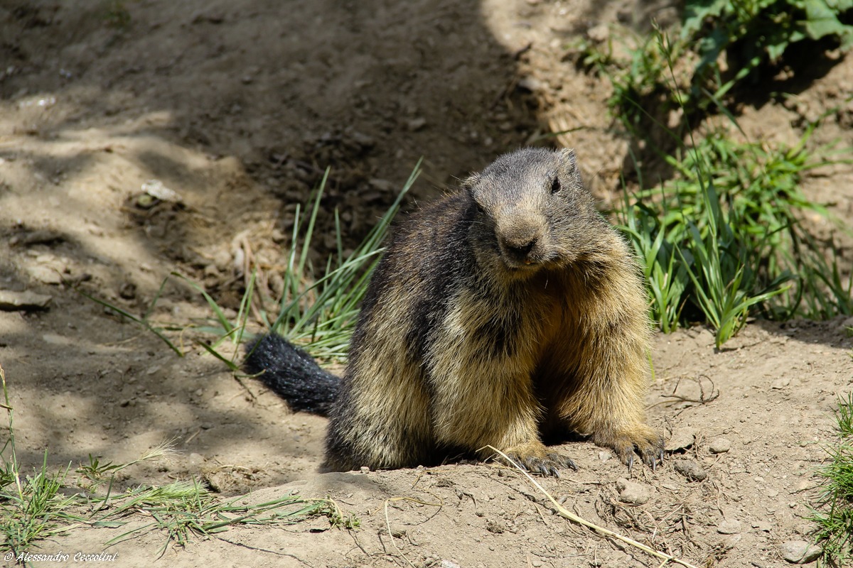Marmotta