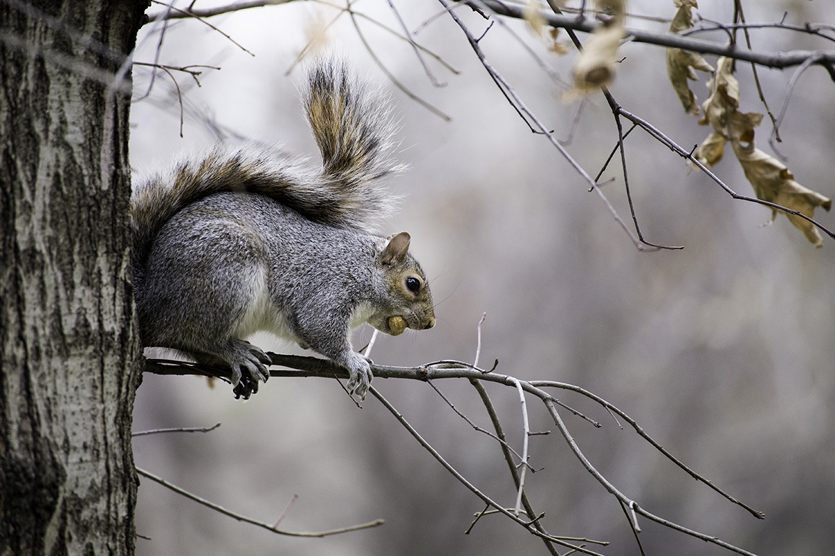 Scoiattolo a Central Park