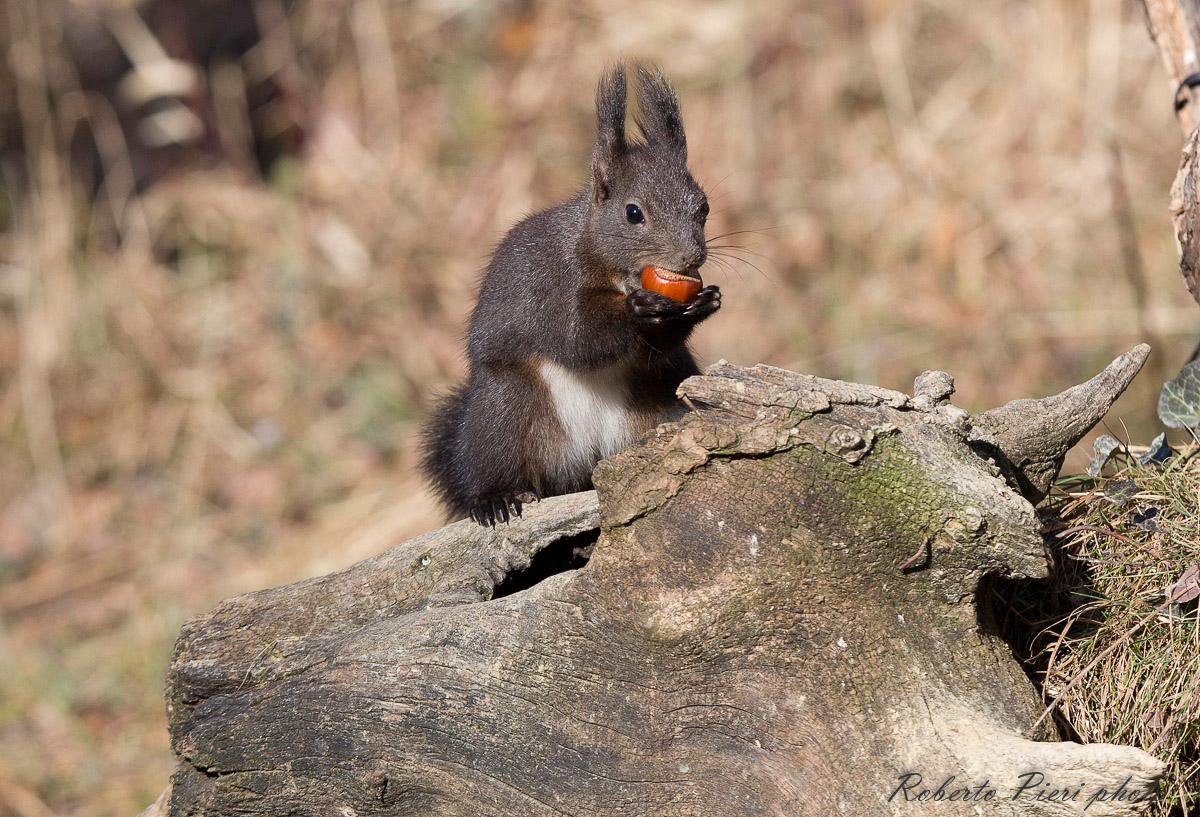 scoiattolo