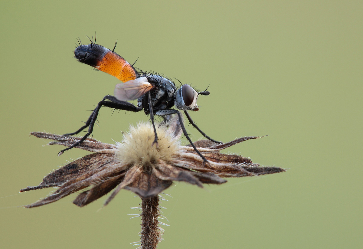 Cylindromyia Brassicaria