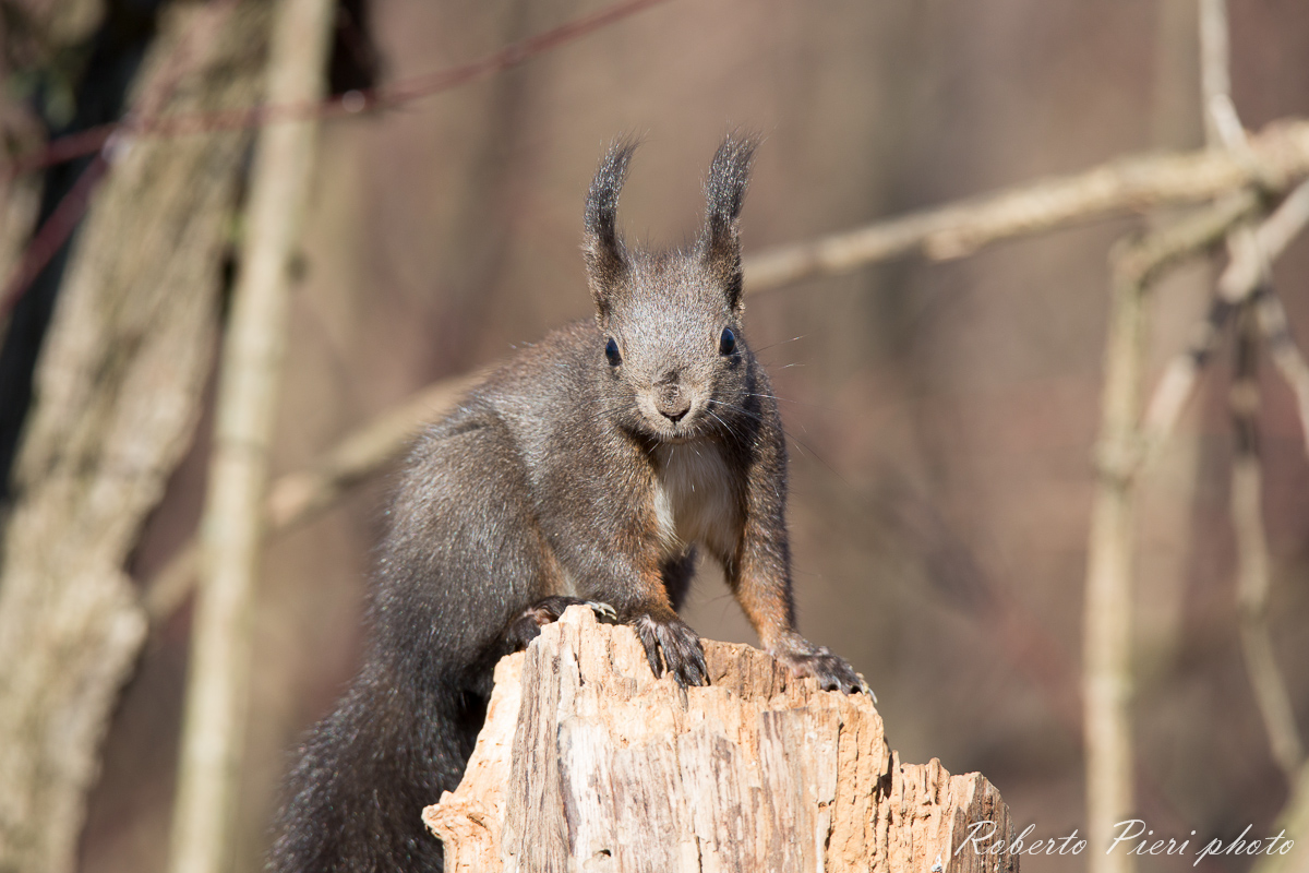 scoiattolo